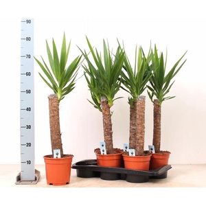 YUCCA