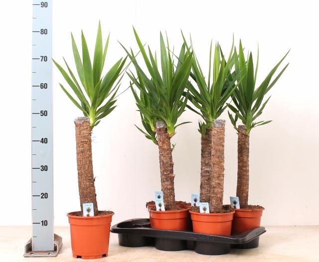 <h4>YUCCA</h4>