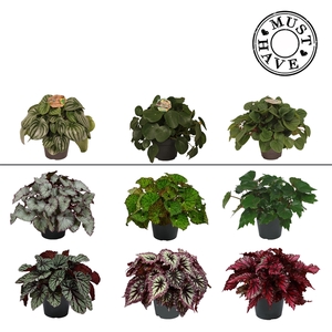 Kamerplanten Groen Mix MUST HAVE 17cm