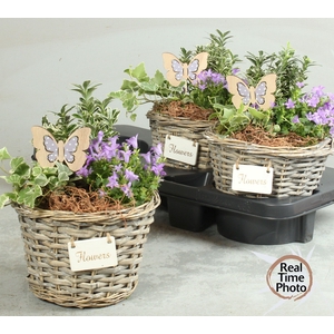 ARR TUINPLANTEN