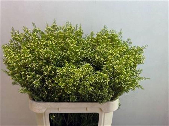 <h4>CHAME UN ARBEL</h4>