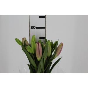 LIRIO ALBUFEIRA 080 CM HT 2/3 FLS ROSA