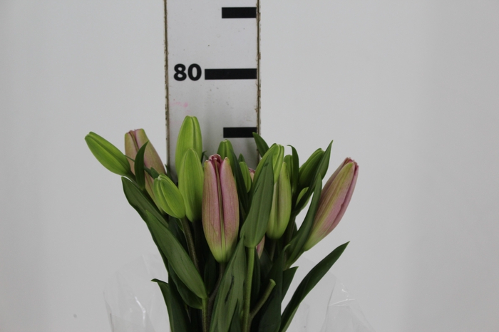<h4>LIRIO ALBUFEIRA 080 CM HT 2/3 FLS ROSA</h4>