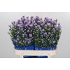 Aster Cassandra