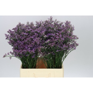 Lim. Piuma Blue
