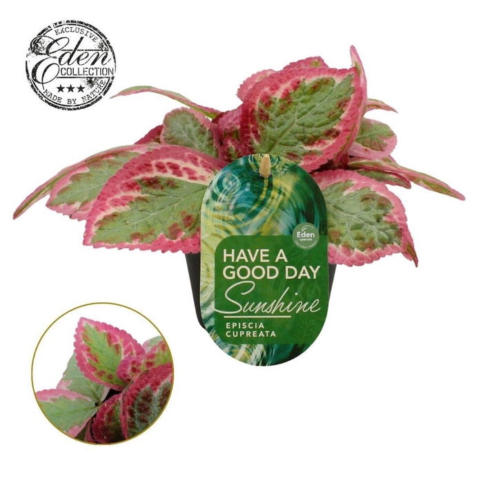 <h4>Episcia Pink Brocade, 12cm</h4>