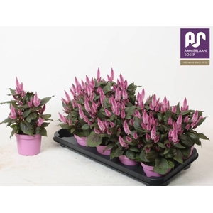 CELOSIA MERIDA PINK P12
