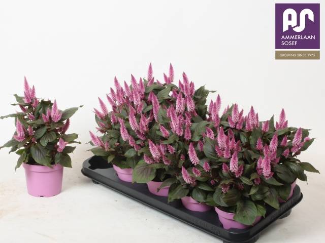 <h4>CELOSIA MERIDA PINK P12</h4>