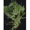 Chamaecyparis Thujopsis Dolabrata