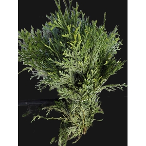 Chamaecyparis Thujopsis Dolabrata