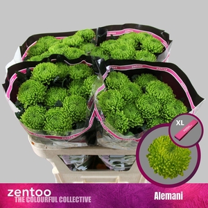 CHRYSANTHEMUM PL 'ALEMANI'