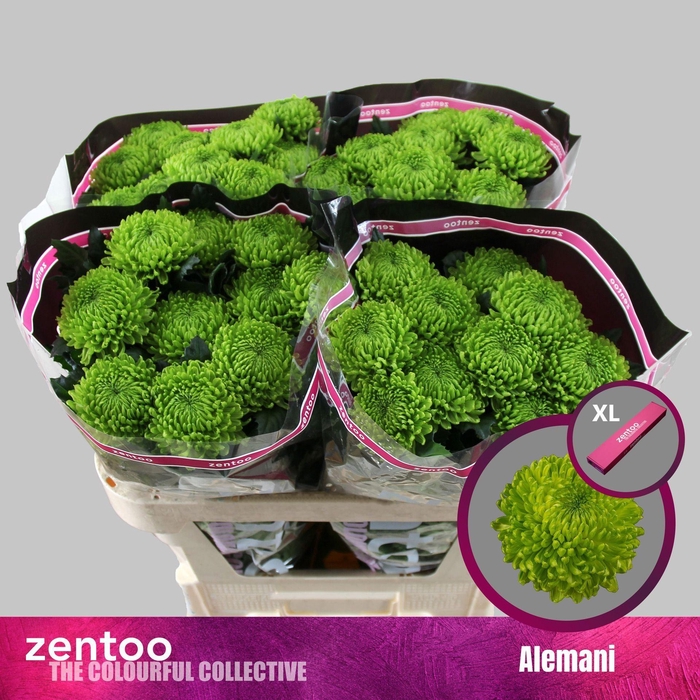 <h4>CHRYSANTHEMUM PL 'ALEMANI'</h4>