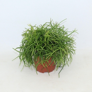 Rhipsalis baccifera 'Oasis'