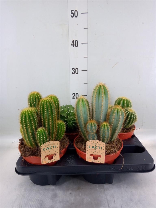 <h4>Cactus   ...mix</h4>