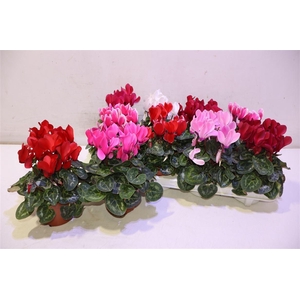 arr8 Cycl Md Sup Macro