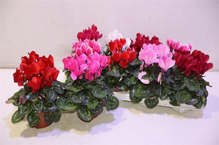 <h4>arr8 Cycl Md Sup Macro</h4>