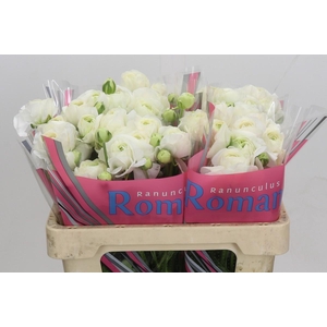 Ranunculus Romance Courchevel