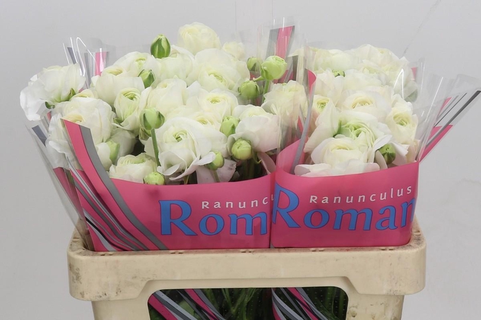 <h4>Ranunculus Romance Courchevel</h4>