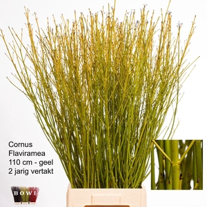 CORNUS S FLAVIRAMEA