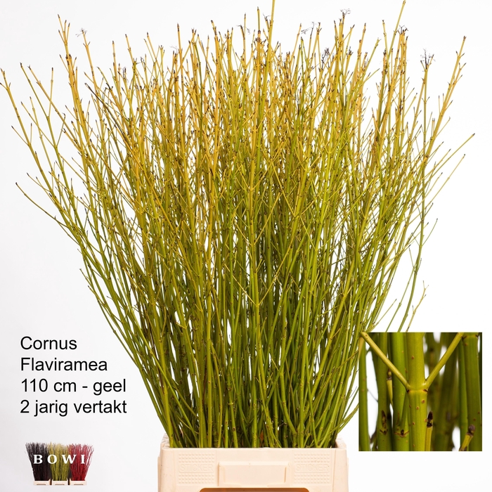 <h4>CORNUS S FLAVIRAMEA</h4>