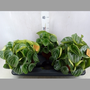 Peperomia argyreia