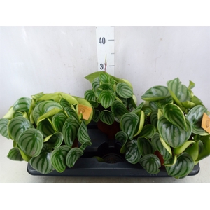 Peperomia argyreia