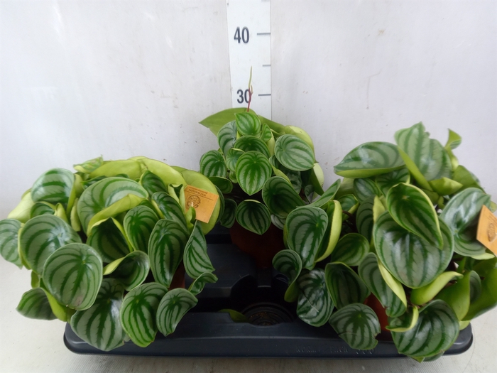 <h4>Peperomia argyreia</h4>