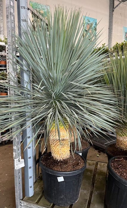 <h4>YUC ROSTRATA</h4>