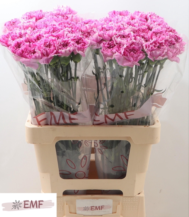 <h4>DI ST YUKARI SCURO</h4>