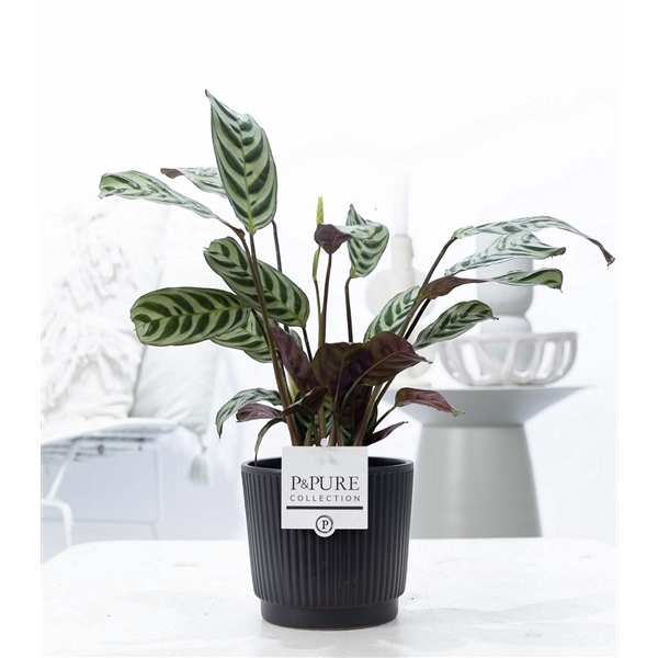 <h4>Ctenanthe Burle Marxii in P&PURE Liv ceramics matt black</h4>