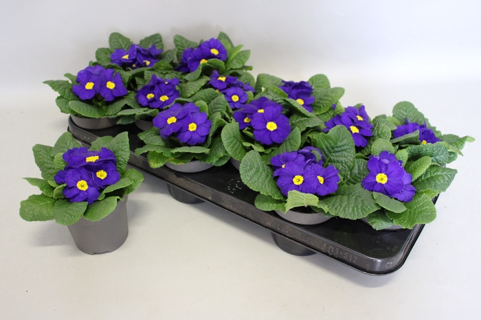 Primula acaulis Blue