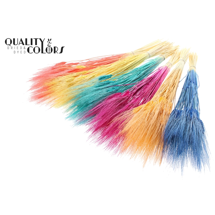 <h4>Triticum Beard per bunch Bleached Mix colors</h4>