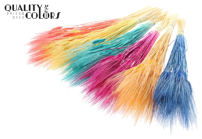 <h4>Triticum Beard per bunch Intense Mixed Colours</h4>