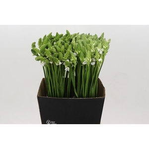 Ornithogalum Thyrsoides BIG WHITE