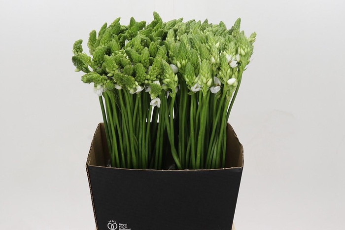 <h4>Ornithogalum Thyrsoides BIG WHITE</h4>