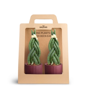 2-Pack Nordic Aubergine, Braid
