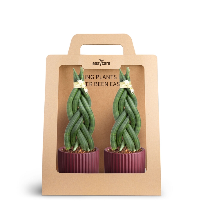 <h4>2-Pack Nordic Aubergine, Braid</h4>