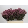 Limonium sinense Tiffany Diamond