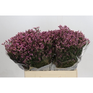 Limonium sinensis Tiffany Diamond