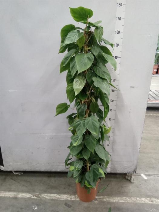 <h4>Philodendron scand.</h4>