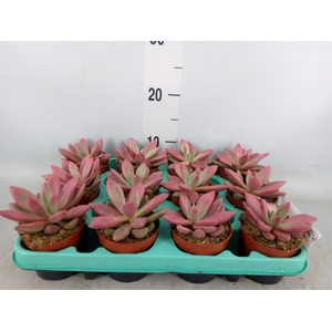 Succulents   ...