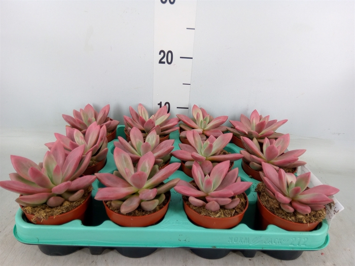 <h4>Succulents   ...</h4>