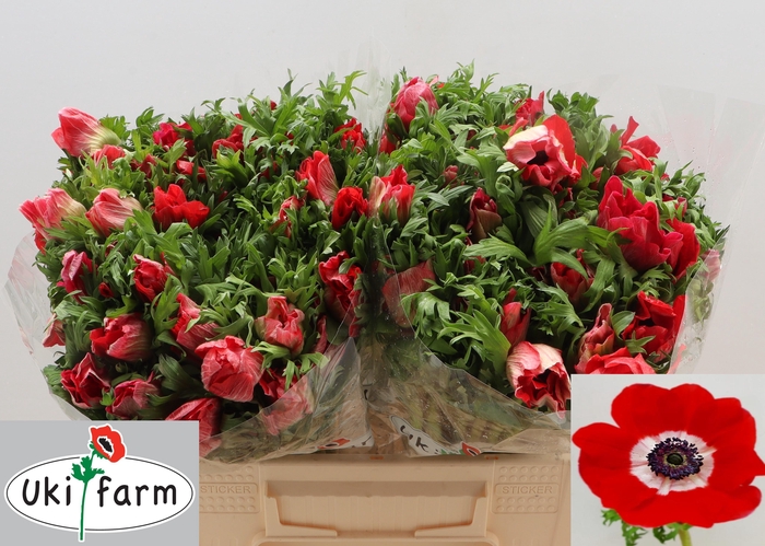 <h4>Anem Co Galil Rood</h4>