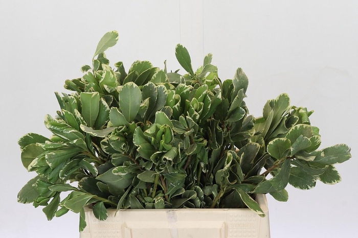 <h4>PITTOSP TO ILAN</h4>