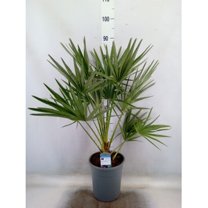 Chamaerops humilis
