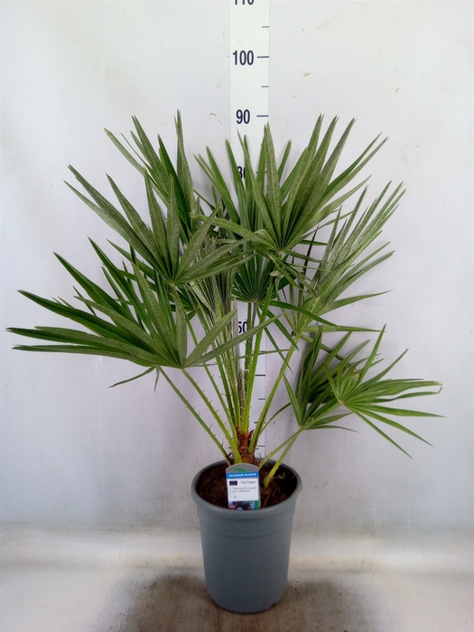 <h4>Chamaerops humilis</h4>
