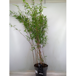 Fargesia nitida 'Black Pearl'
