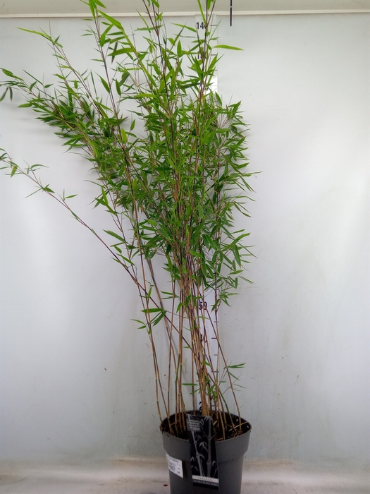 <h4>Fargesia nitida 'Black Pearl'</h4>