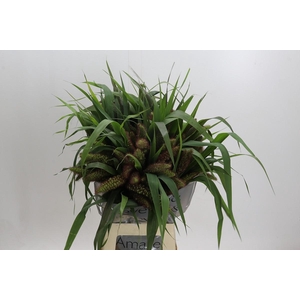 Setaria Italica Red Jewel