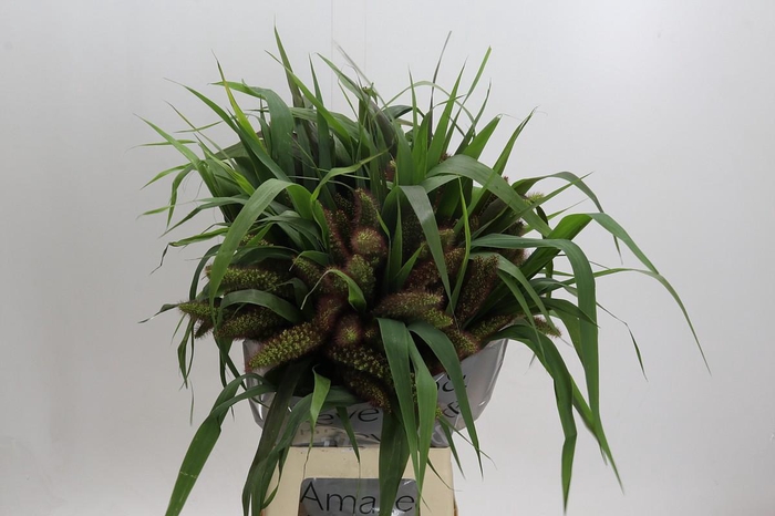 Setaria Italica Red Jewel
